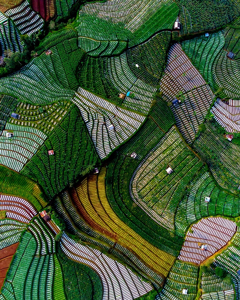 First Place - A Tapestry of Indonesian Vegetable Patches by Hana Krisna Arysta from Indonesia-ed